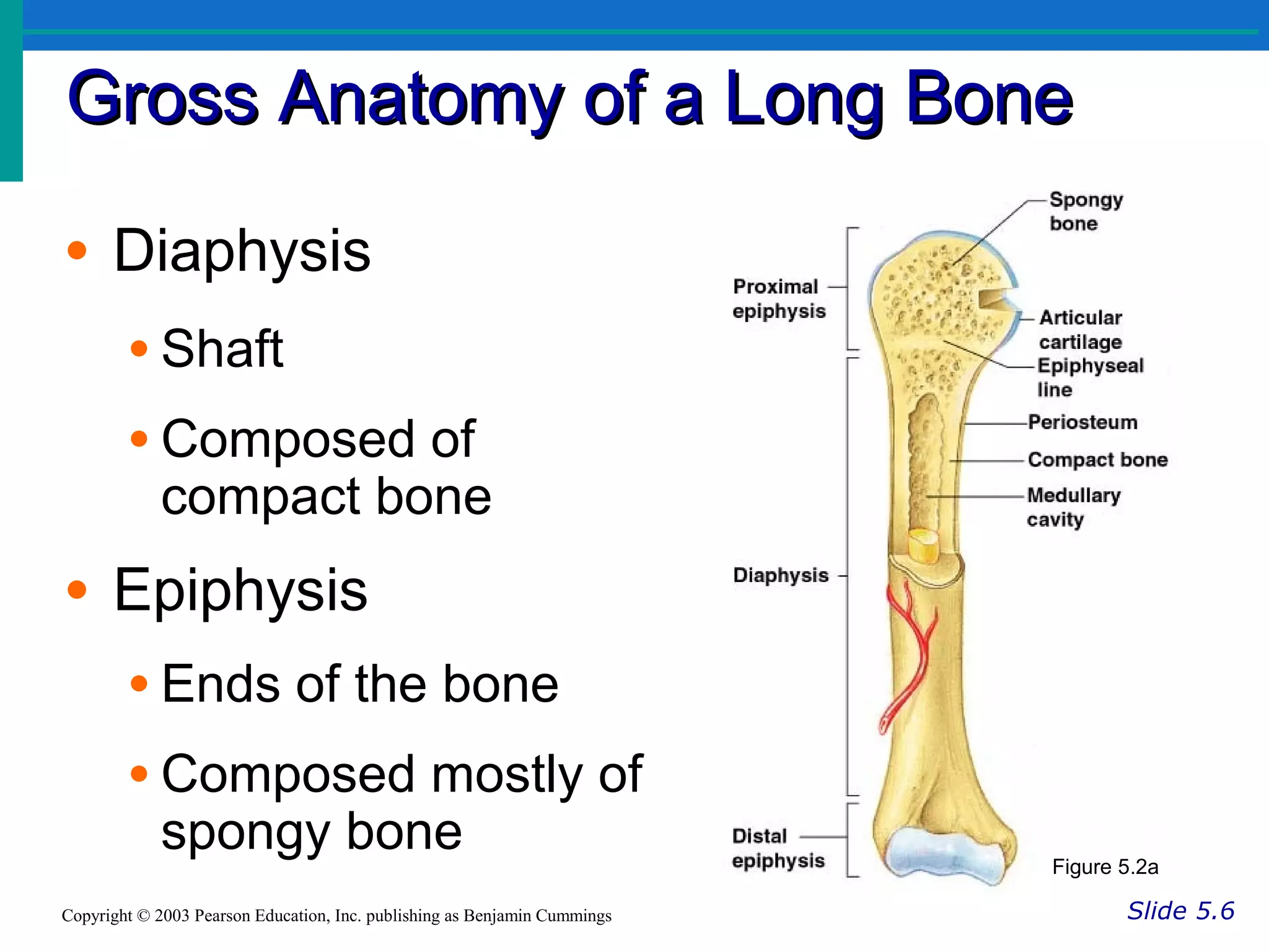 Gross Anatomy of a Long BoneGross Anatomy of a Long Bone
Slide 5.6Copyright © 2003 Pearson Education, Inc. publishing as Benjamin Cummings
• Diaphysis
• Shaft
• Composed of
compact bone
• Epiphysis
• Ends of the bone
• Composed mostly of
spongy bone Figure 5.2a
 