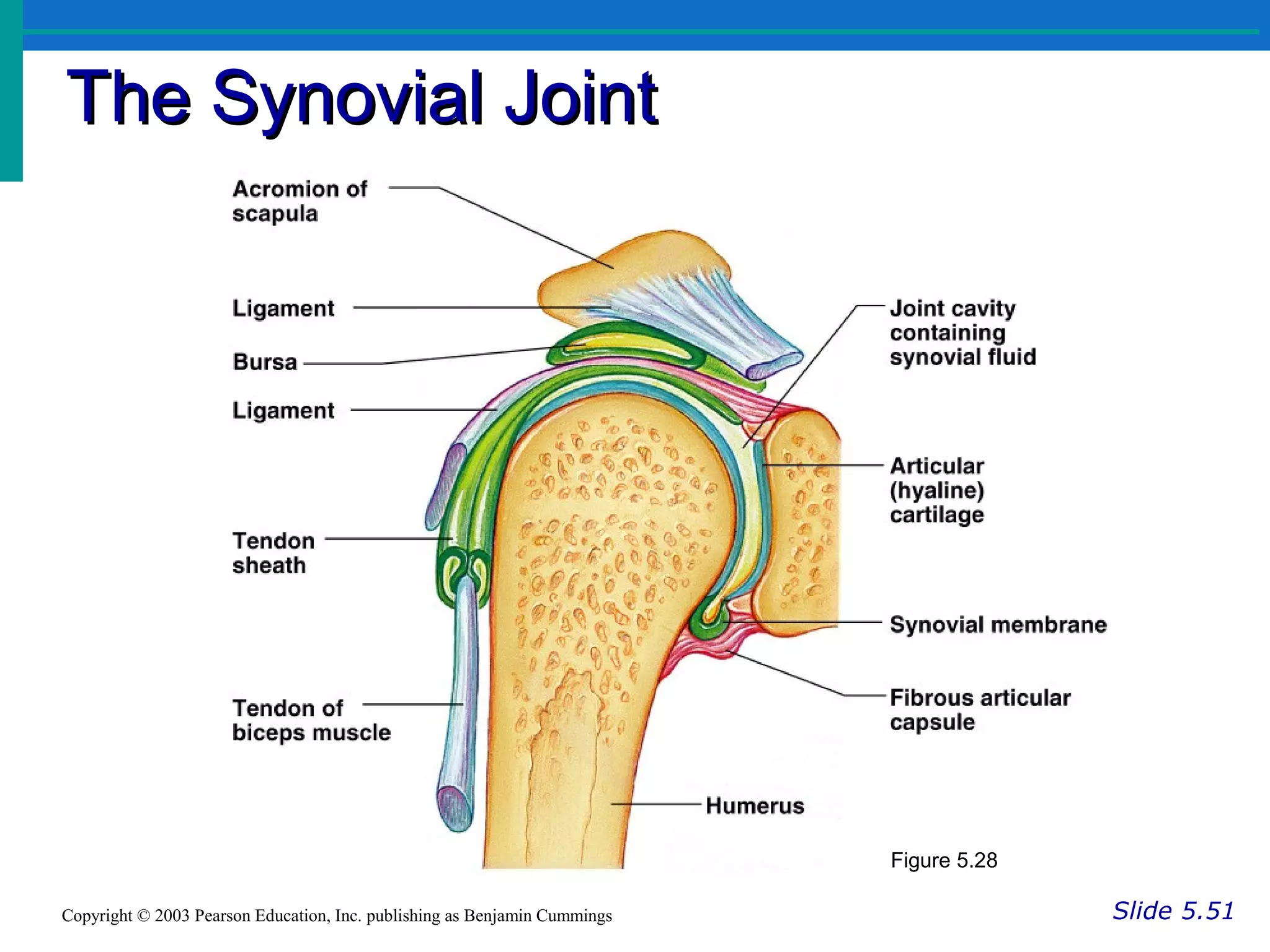 The Synovial JointThe Synovial Joint
Slide 5.51Copyright © 2003 Pearson Education, Inc. publishing as Benjamin Cummings
Figure 5.28
 
