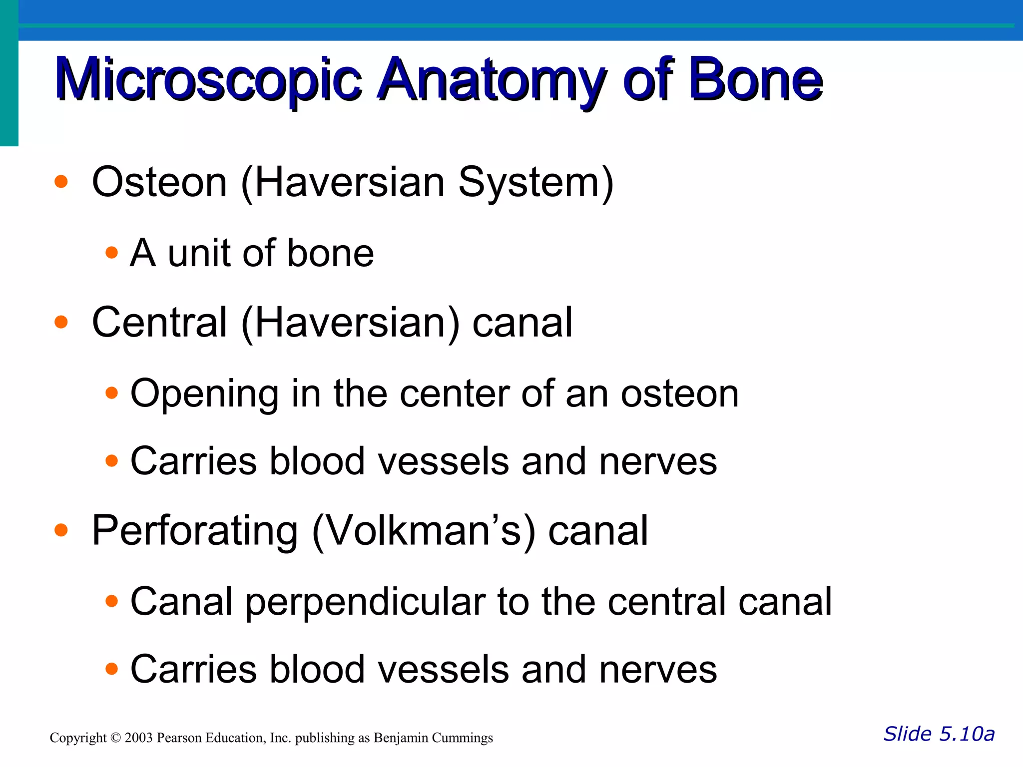 Microscopic Anatomy of BoneMicroscopic Anatomy of Bone
Slide 5.10aCopyright © 2003 Pearson Education, Inc. publishing as Benjamin Cummings
• Osteon (Haversian System)
• A unit of bone
• Central (Haversian) canal
• Opening in the center of an osteon
• Carries blood vessels and nerves
• Perforating (Volkman’s) canal
• Canal perpendicular to the central canal
• Carries blood vessels and nerves
 