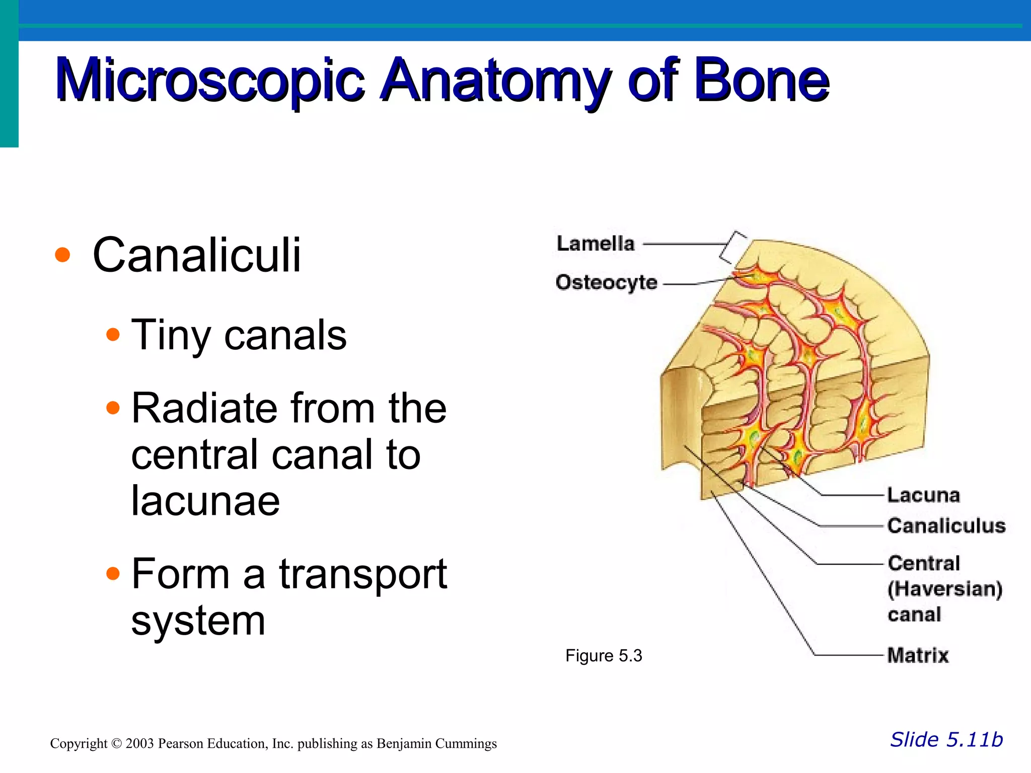 Microscopic Anatomy of BoneMicroscopic Anatomy of Bone
Slide 5.11bCopyright © 2003 Pearson Education, Inc. publishing as Benjamin Cummings
• Canaliculi
• Tiny canals
• Radiate from the
central canal to
lacunae
• Form a transport
system
Figure 5.3
 