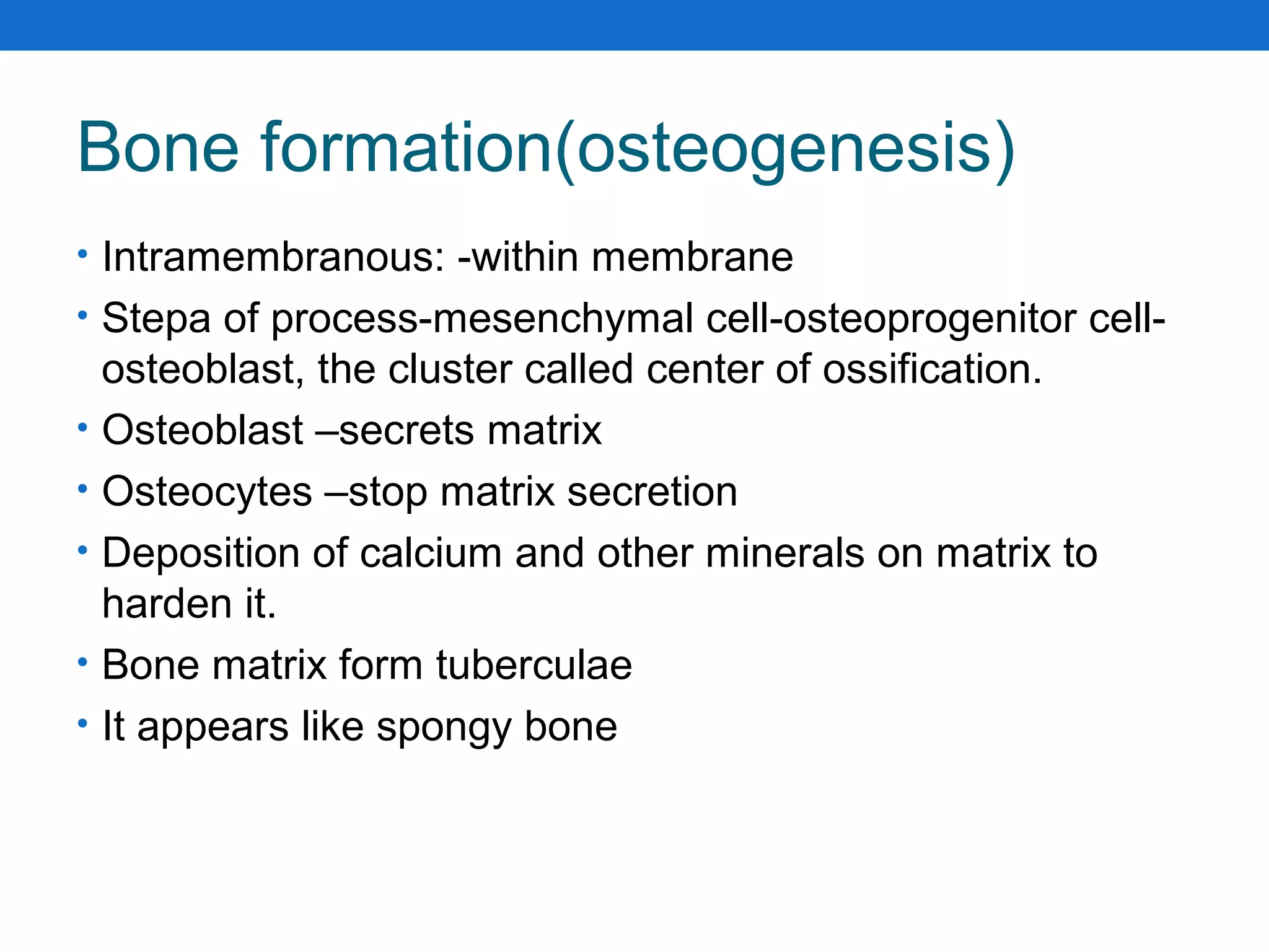 Bone formation(osteogenesis)
• Intramembranous: -within membrane
• Stepa of process-mesenchymal cell-osteoprogenitor cell-
osteoblast, the cluster called center of ossification.
• Osteoblast –secrets matrix
• Osteocytes –stop matrix secretion
• Deposition of calcium and other minerals on matrix to
harden it.
• Bone matrix form tuberculae
• It appears like spongy bone
 