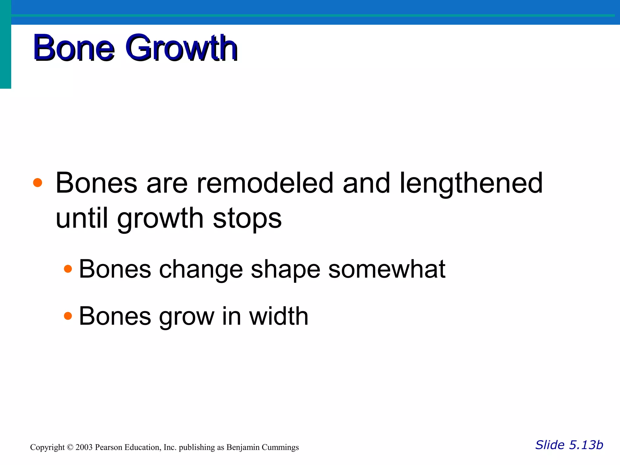 Bone GrowthBone Growth
Slide 5.13bCopyright © 2003 Pearson Education, Inc. publishing as Benjamin Cummings
• Bones are remodeled and lengthened
until growth stops
• Bones change shape somewhat
• Bones grow in width
 