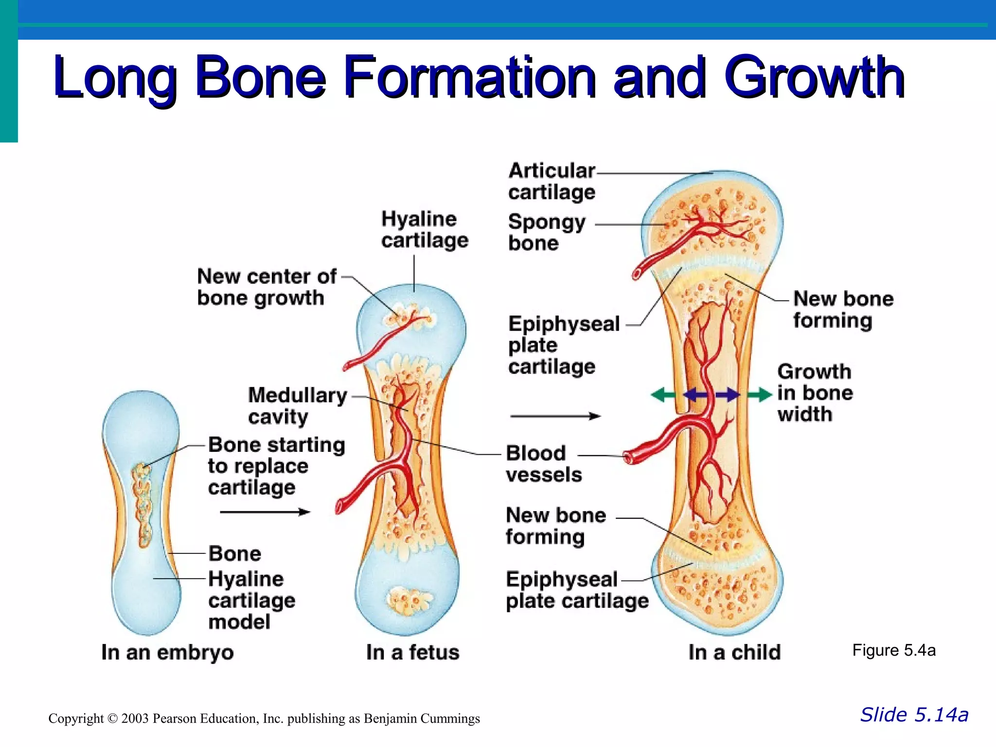 Long Bone Formation and GrowthLong Bone Formation and Growth
Slide 5.14aCopyright © 2003 Pearson Education, Inc. publishing as Benjamin Cummings
Figure 5.4a
 