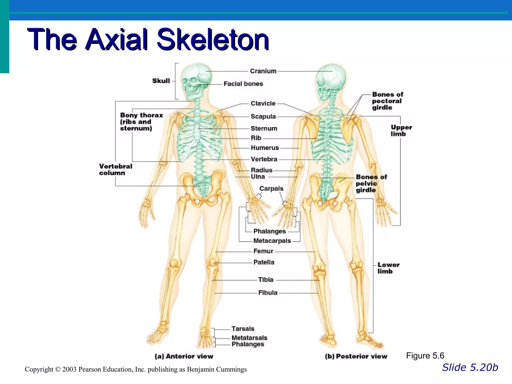 The Axial SkeletonThe Axial Skeleton
Slide 5.20bCopyright © 2003 Pearson Education, Inc. publishing as Benjamin Cummings
Figure 5.6
 
