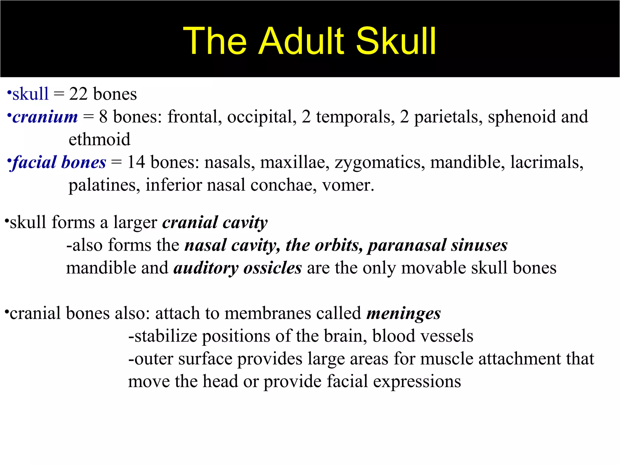 •skull = 22 bones
•cranium = 8 bones: frontal, occipital, 2 temporals, 2 parietals, sphenoid and
ethmoid
•facial bones = 14 bones: nasals, maxillae, zygomatics, mandible, lacrimals,
palatines, inferior nasal conchae, vomer.
•skull forms a larger cranial cavity
-also forms the nasal cavity, the orbits, paranasal sinuses
mandible and auditory ossicles are the only movable skull bones
•cranial bones also: attach to membranes called meninges
-stabilize positions of the brain, blood vessels
-outer surface provides large areas for muscle attachment that
move the head or provide facial expressions
The Adult SkullThe Adult Skull
 