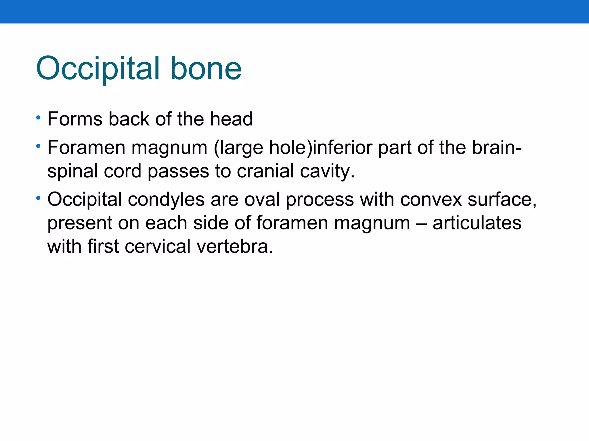 Occipital bone
• Forms back of the head
• Foramen magnum (large hole)inferior part of the brain-
spinal cord passes to cranial cavity.
• Occipital condyles are oval process with convex surface,
present on each side of foramen magnum – articulates
with first cervical vertebra.
 