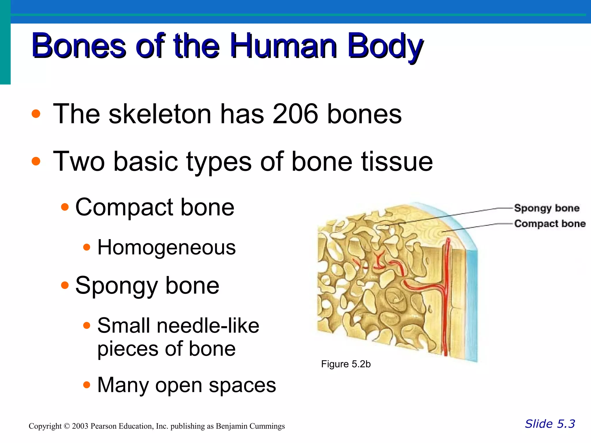 Bones of the Human BodyBones of the Human Body
Slide 5.3Copyright © 2003 Pearson Education, Inc. publishing as Benjamin Cummings
• The skeleton has 206 bones
• Two basic types of bone tissue
• Compact bone
• Homogeneous
• Spongy bone
• Small needle-like
pieces of bone
• Many open spaces
Figure 5.2b
 