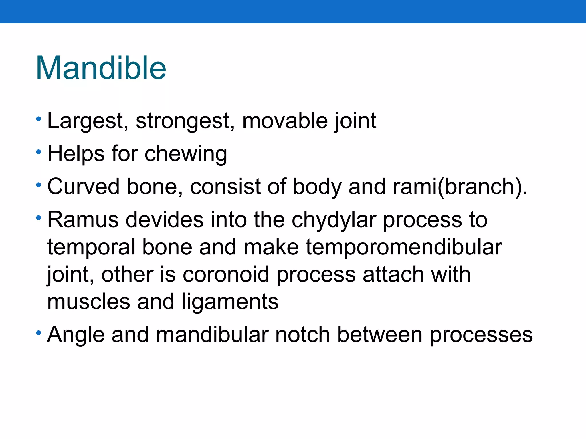 Mandible
• Largest, strongest, movable joint
• Helps for chewing
• Curved bone, consist of body and rami(branch).
• Ramus devides into the chydylar process to
temporal bone and make temporomendibular
joint, other is coronoid process attach with
muscles and ligaments
• Angle and mandibular notch between processes
 
