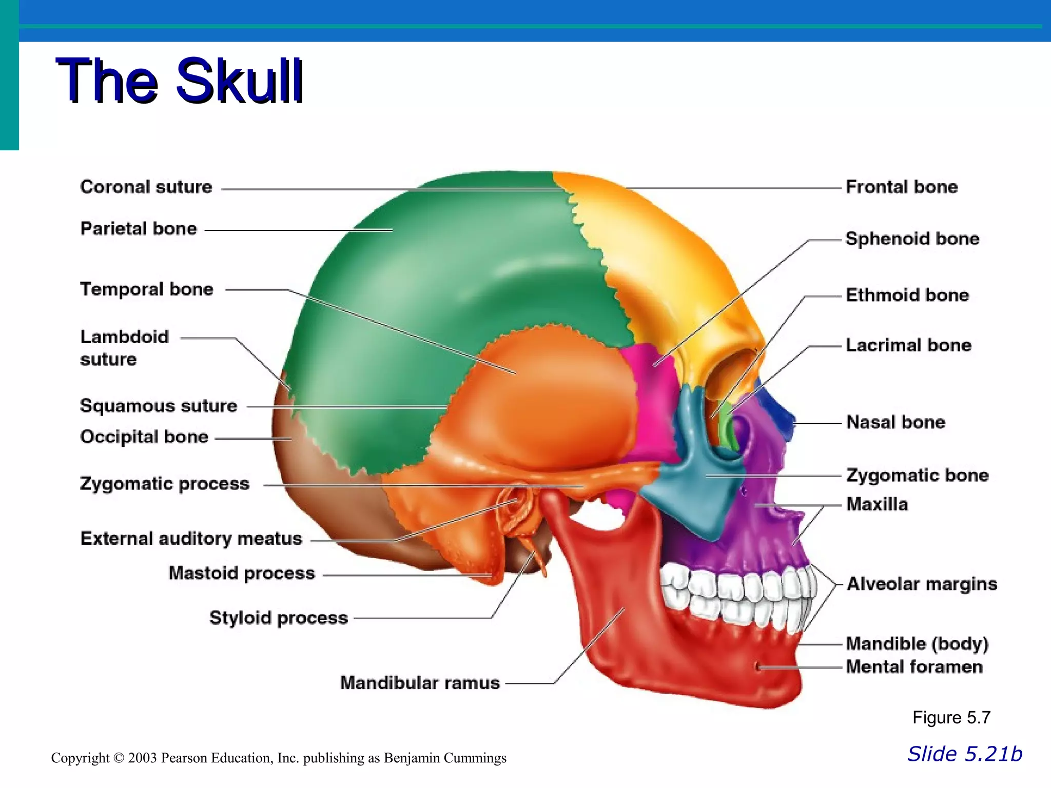 The SkullThe Skull
Slide 5.21bCopyright © 2003 Pearson Education, Inc. publishing as Benjamin Cummings
Figure 5.7
 