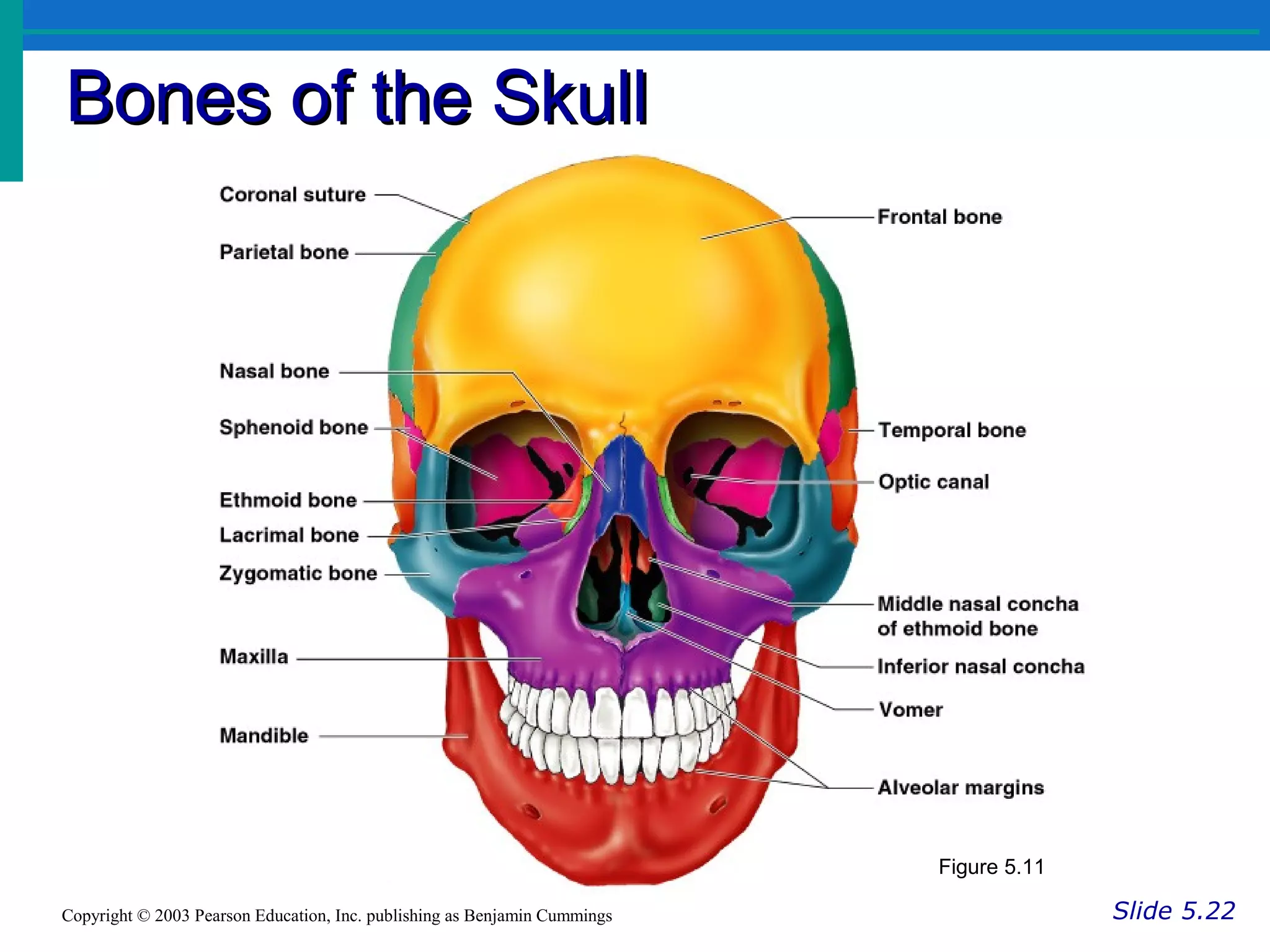 Bones of the SkullBones of the Skull
Slide 5.22Copyright © 2003 Pearson Education, Inc. publishing as Benjamin Cummings
Figure 5.11
 