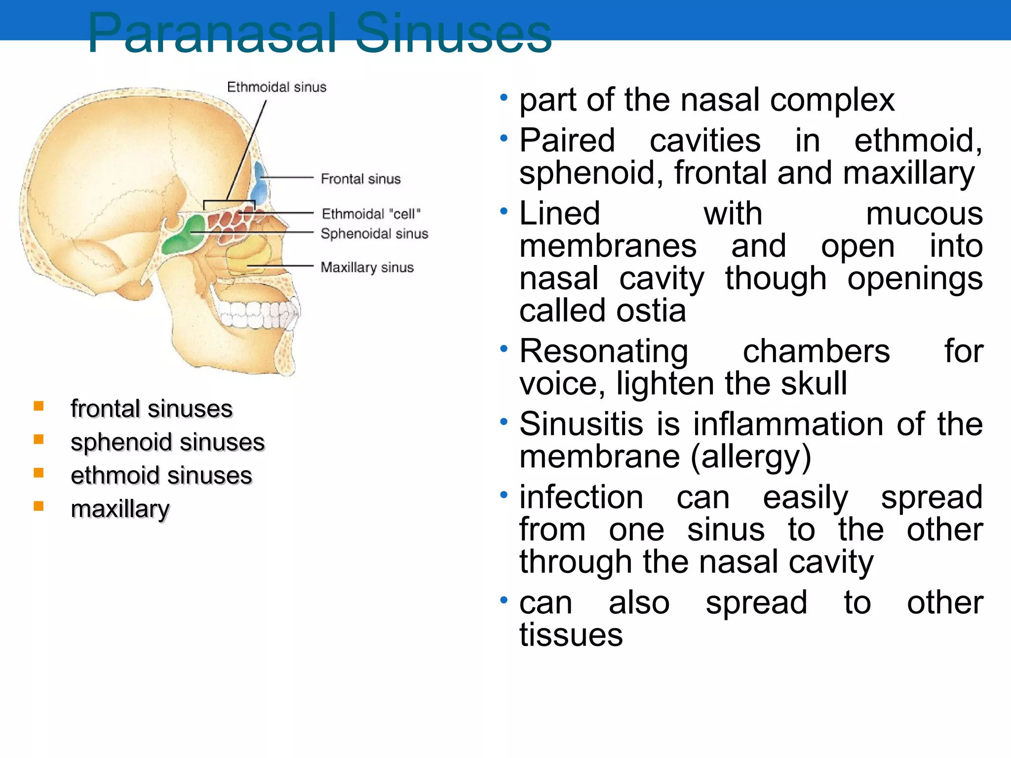 Paranasal Sinuses
• part of the nasal complex
• Paired cavities in ethmoid,
sphenoid, frontal and maxillary
• Lined with mucous
membranes and open into
nasal cavity though openings
called ostia
• Resonating chambers for
voice, lighten the skull
• Sinusitis is inflammation of the
membrane (allergy)
• infection can easily spread
from one sinus to the other
through the nasal cavity
• can also spread to other
tissues
 frontal sinusesfrontal sinuses
 sphenoid sinusessphenoid sinuses
 ethmoid sinusesethmoid sinuses
 maxillarymaxillary
 