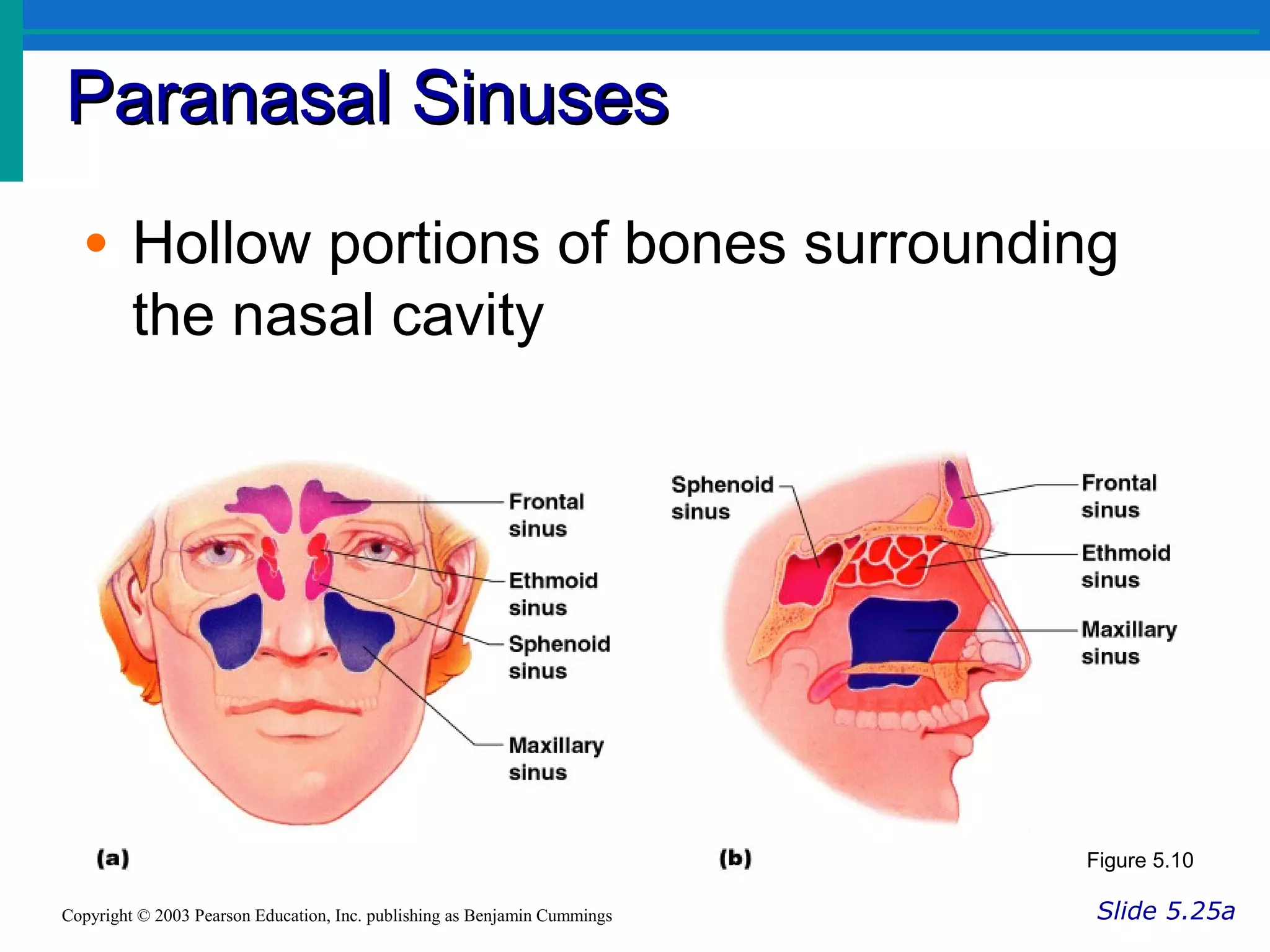 Paranasal SinusesParanasal Sinuses
Slide 5.25aCopyright © 2003 Pearson Education, Inc. publishing as Benjamin Cummings
• Hollow portions of bones surrounding
the nasal cavity
Figure 5.10
 