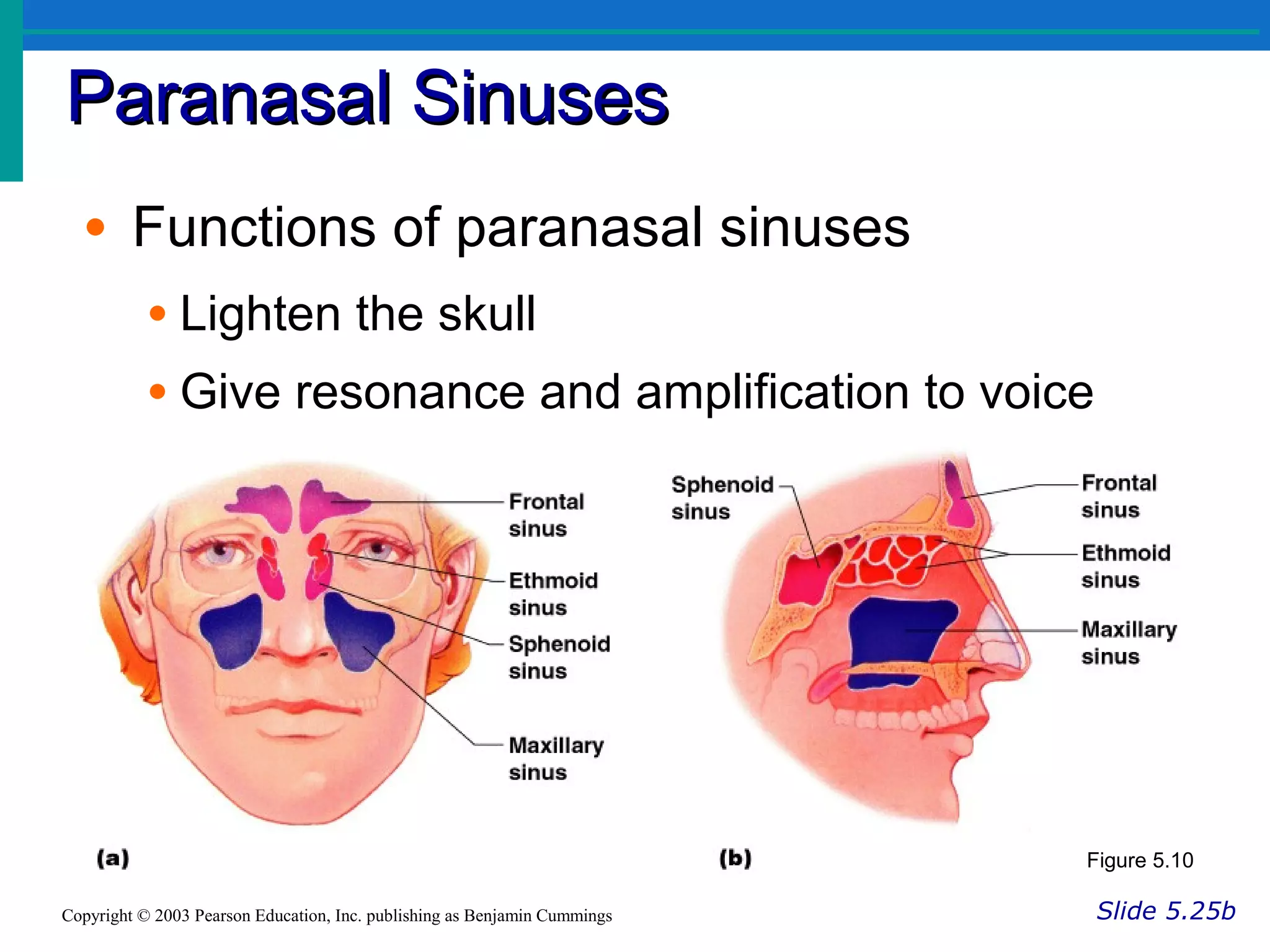 Paranasal SinusesParanasal Sinuses
Slide 5.25bCopyright © 2003 Pearson Education, Inc. publishing as Benjamin Cummings
• Functions of paranasal sinuses
• Lighten the skull
• Give resonance and amplification to voice
Figure 5.10
 
