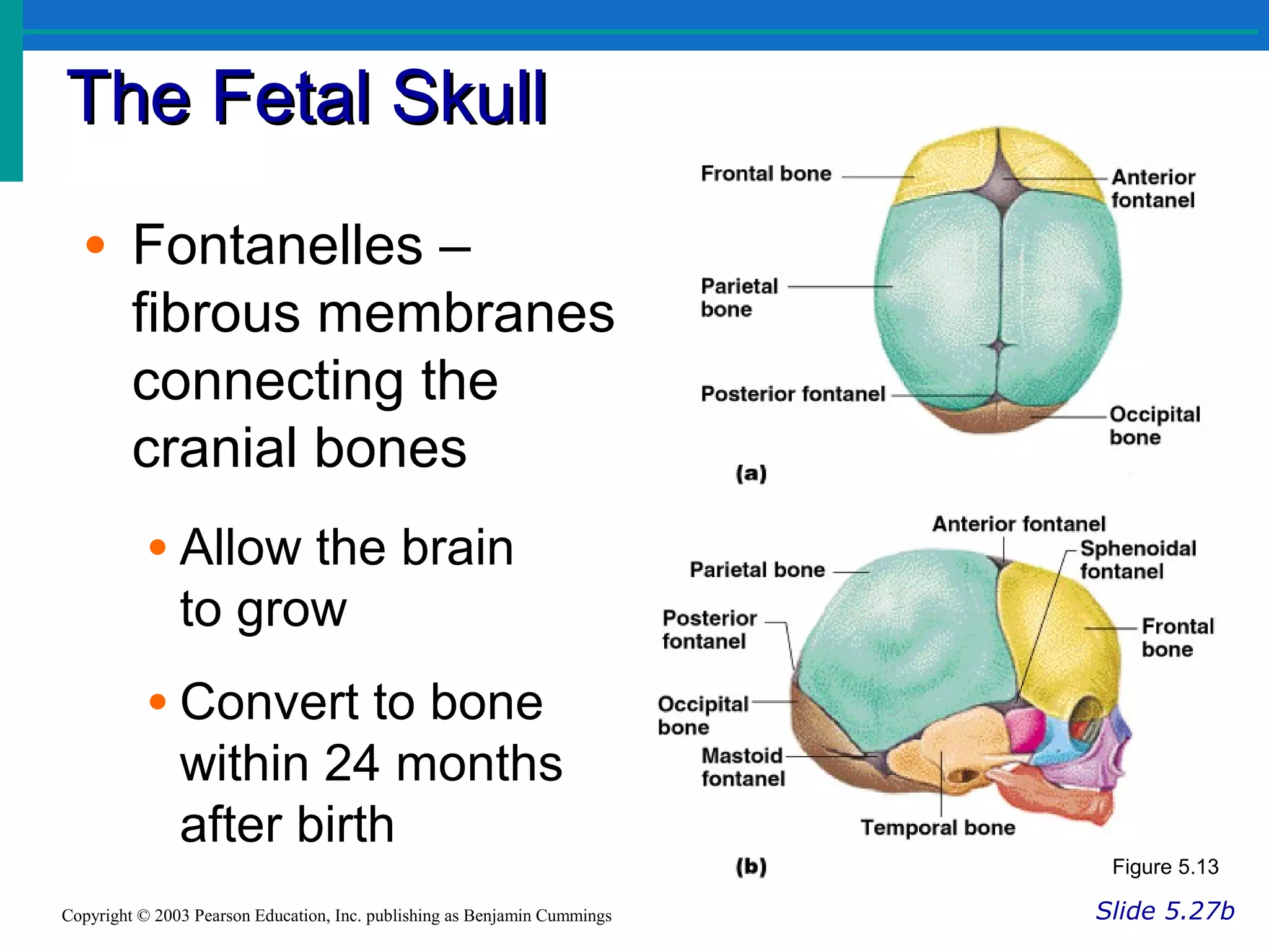 The Fetal SkullThe Fetal Skull
Slide 5.27bCopyright © 2003 Pearson Education, Inc. publishing as Benjamin Cummings
• Fontanelles –
fibrous membranes
connecting the
cranial bones
• Allow the brain
to grow
• Convert to bone
within 24 months
after birth
Figure 5.13
 