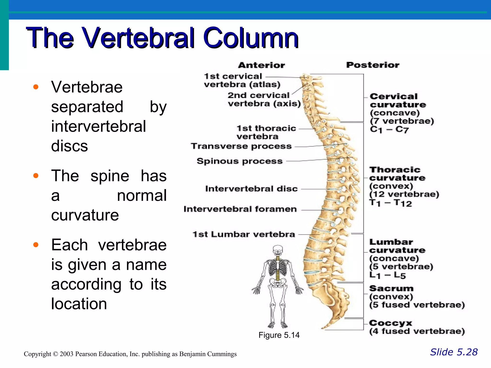 The Vertebral ColumnThe Vertebral Column
Slide 5.28Copyright © 2003 Pearson Education, Inc. publishing as Benjamin Cummings
• Vertebrae
separated by
intervertebral
discs
• The spine has
a normal
curvature
• Each vertebrae
is given a name
according to its
location
Figure 5.14
 