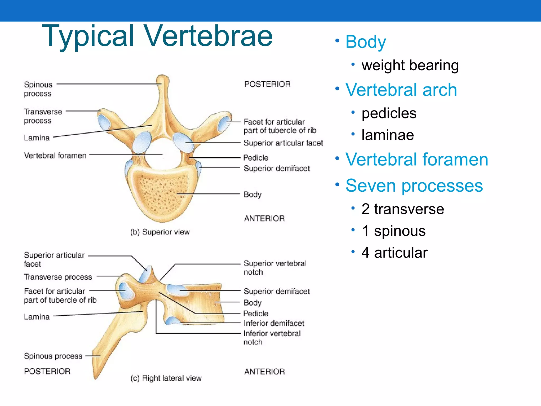 Typical Vertebrae • Body
• weight bearing
• Vertebral arch
• pedicles
• laminae
• Vertebral foramen
• Seven processes
• 2 transverse
• 1 spinous
• 4 articular
 