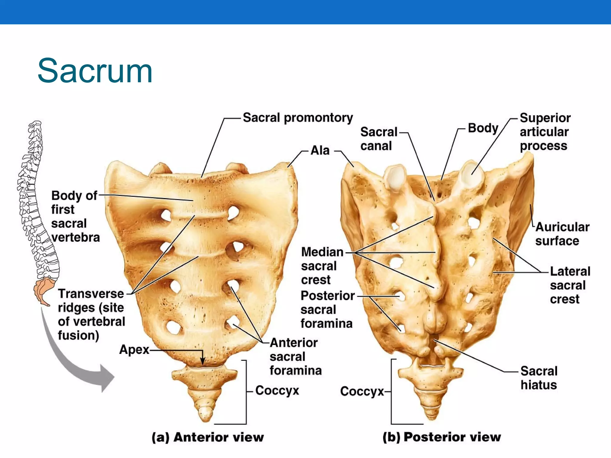 Sacrum
Figure 7.18a, b
 