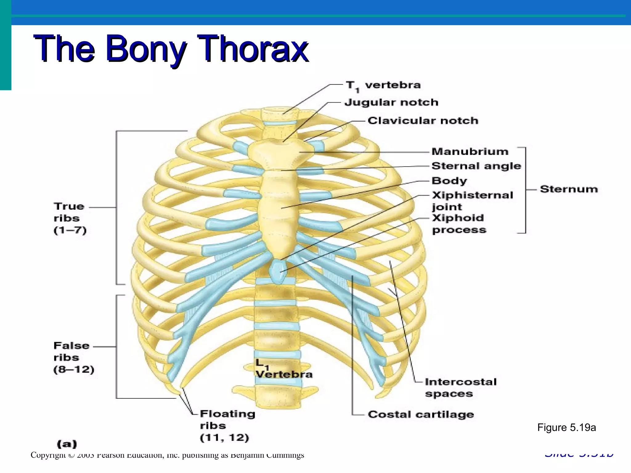 The Bony ThoraxThe Bony Thorax
Slide 5.31bCopyright © 2003 Pearson Education, Inc. publishing as Benjamin Cummings
Figure 5.19a
 