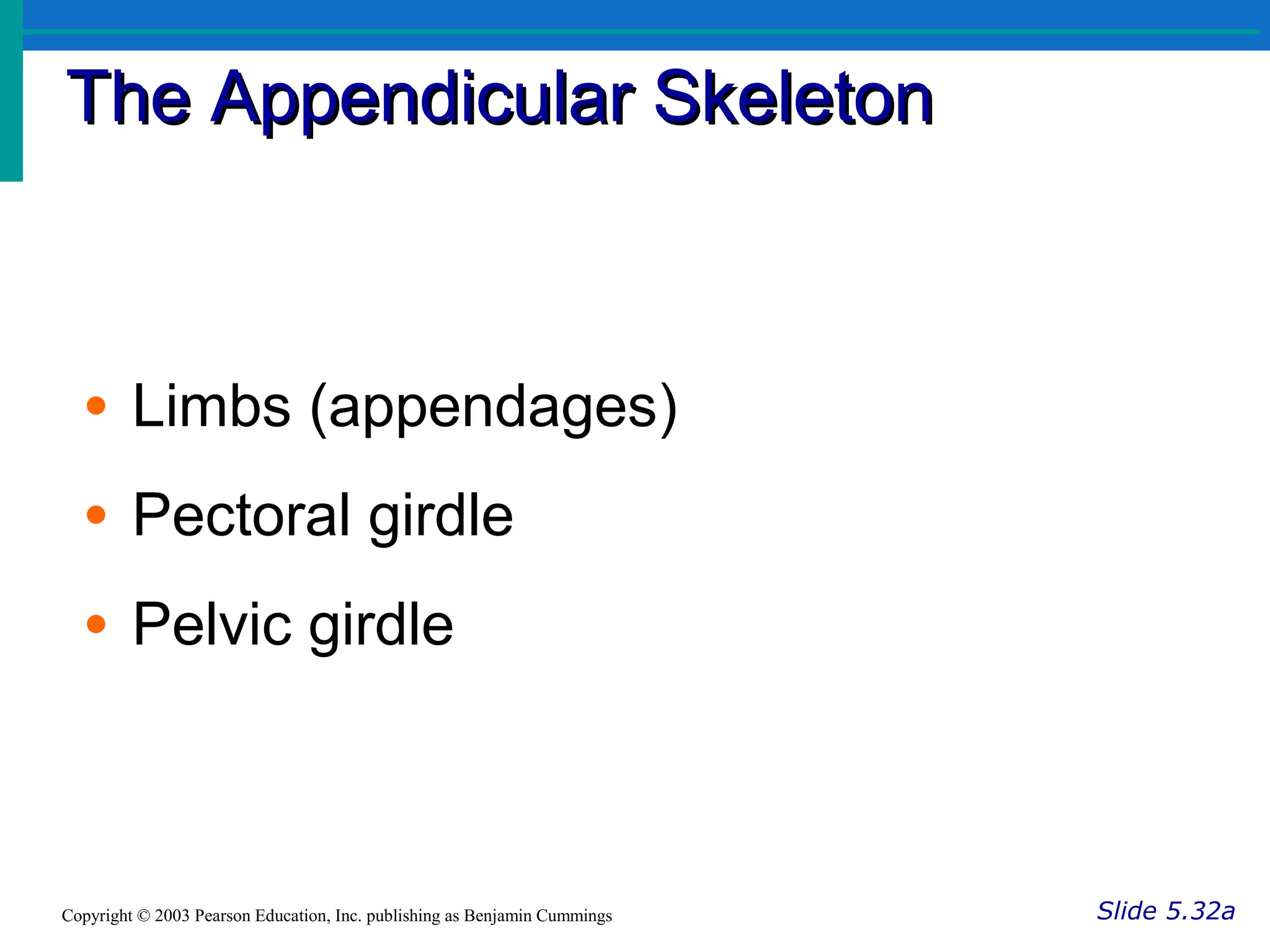 The Appendicular SkeletonThe Appendicular Skeleton
Slide 5.32aCopyright © 2003 Pearson Education, Inc. publishing as Benjamin Cummings
• Limbs (appendages)
• Pectoral girdle
• Pelvic girdle
 