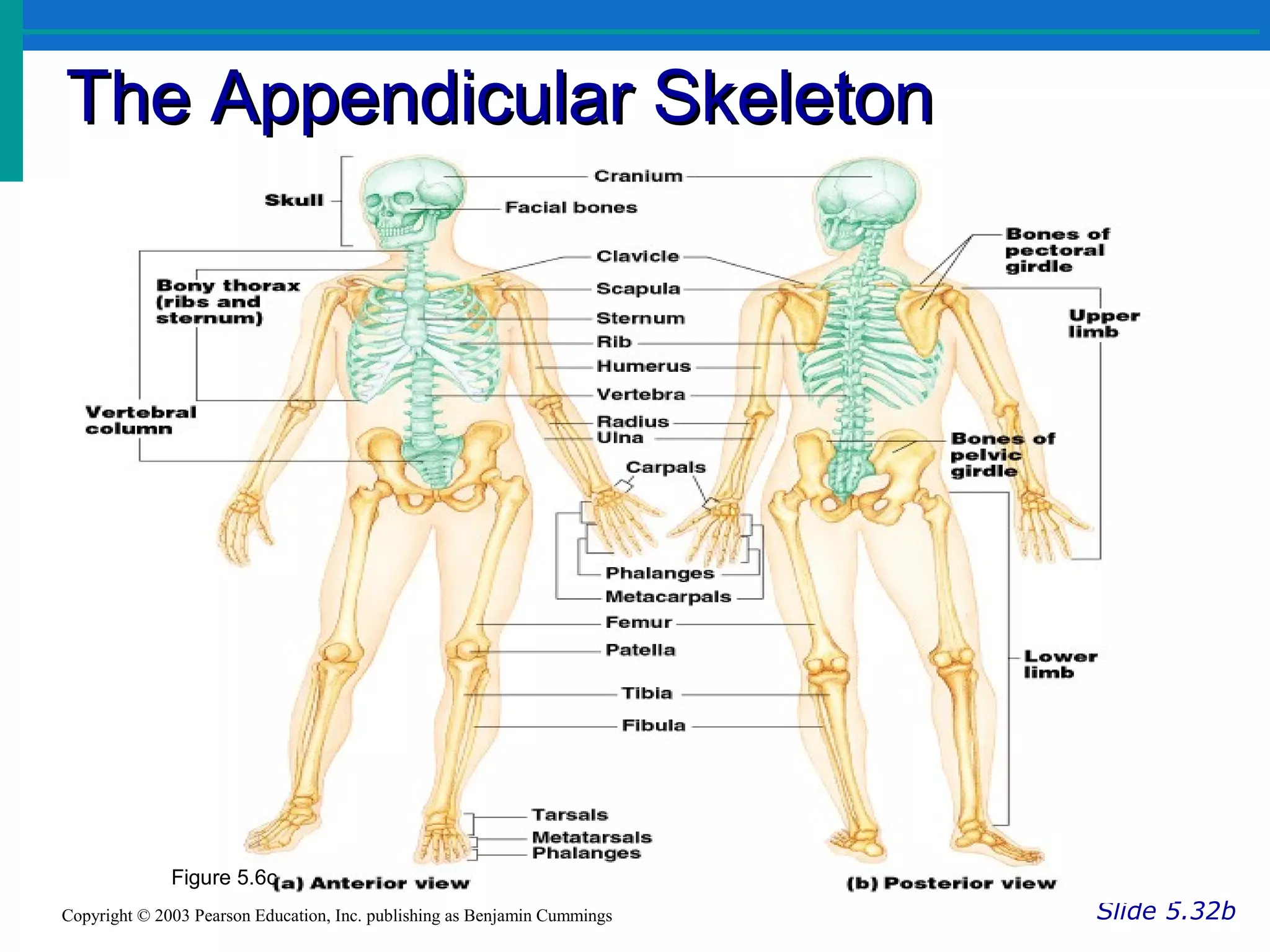 The Appendicular SkeletonThe Appendicular Skeleton
Slide 5.32bCopyright © 2003 Pearson Education, Inc. publishing as Benjamin Cummings
Figure 5.6c
 
