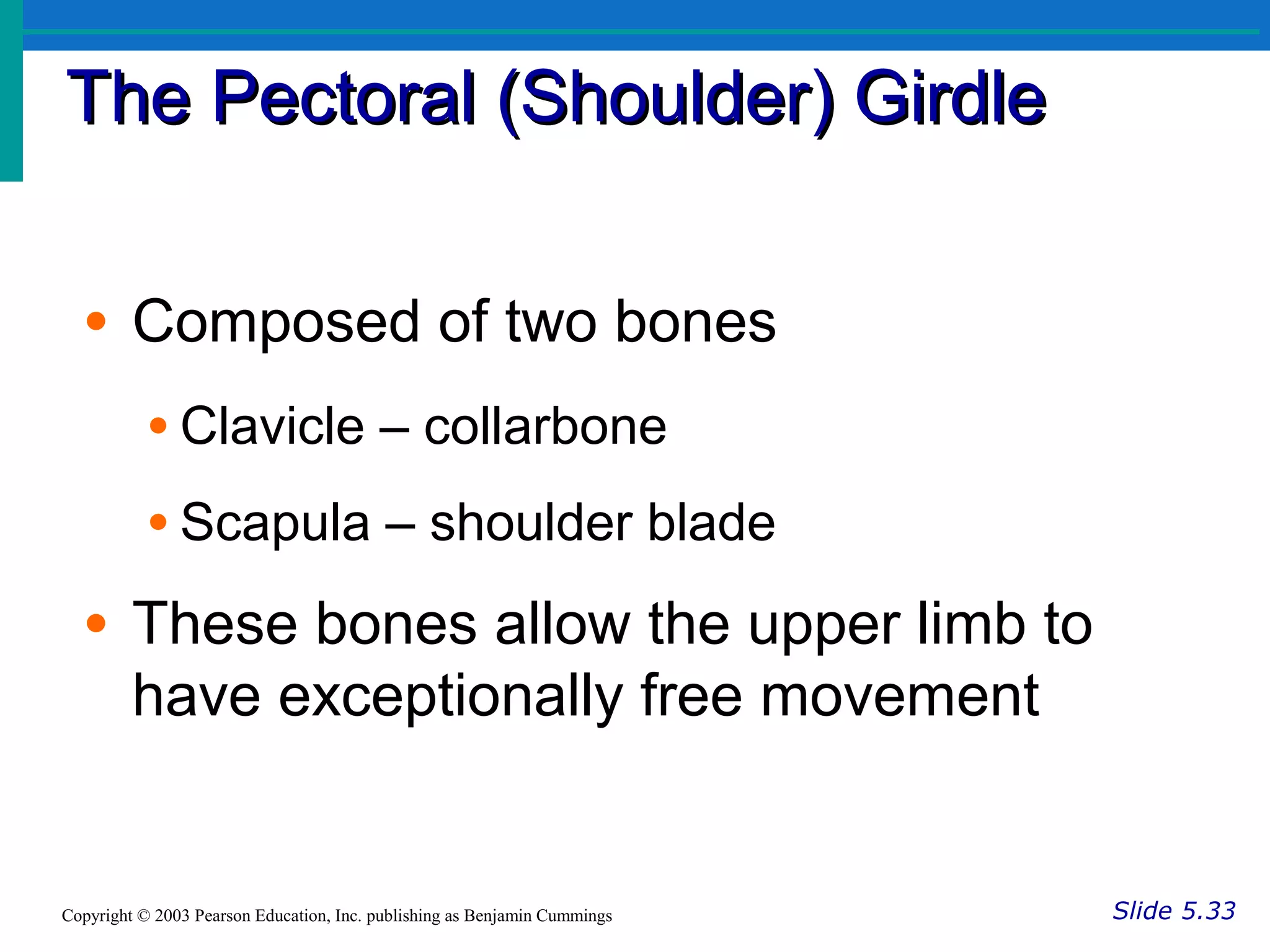 The Pectoral (Shoulder) GirdleThe Pectoral (Shoulder) Girdle
Slide 5.33Copyright © 2003 Pearson Education, Inc. publishing as Benjamin Cummings
• Composed of two bones
• Clavicle – collarbone
• Scapula – shoulder blade
• These bones allow the upper limb to
have exceptionally free movement
 