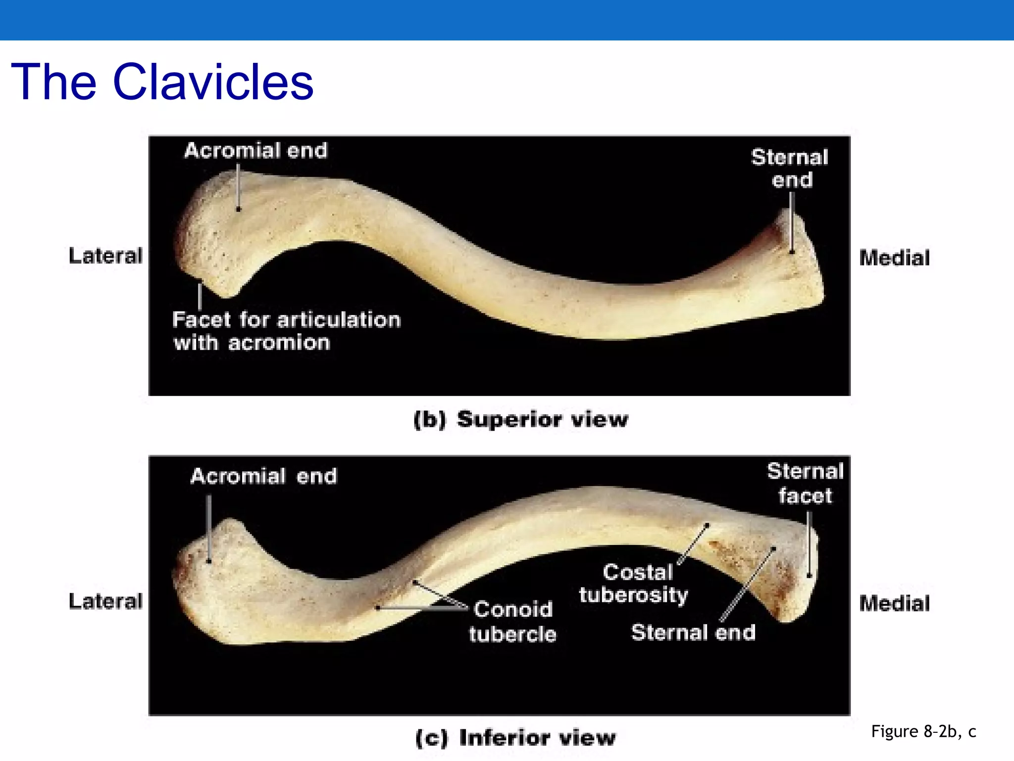 The Clavicles
Figure 8–2b, c
 