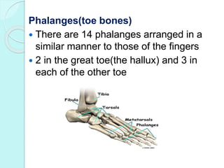 Skeletal system. anatomy and physiology of skeletal system ...