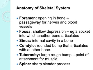 Anatomy of Skeletal System
 Foramen: opening in bone –
passageway for nerves and blood
vessels
 Fossa: shallow depressio...