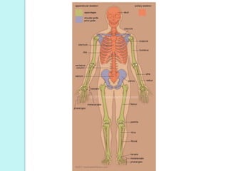 The axial skeleton:It consists of
 Skull
 Vertebral column
 Sternum
 ribs
 