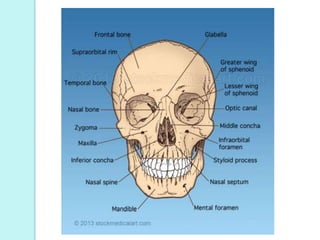 Temporal bones:
 These bones lie on each side of the
head and form the sutures with the
parietal, occipital, sphenoid and...
