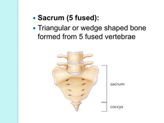 Sternum(breast bone)
 The flat bone in the middle of the rib
cage
 Uppermost section is called
manubrium
 The body or t...