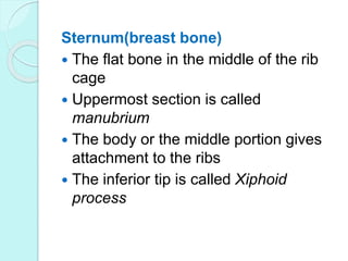 Skeletal system. anatomy and physiology of skeletal system. appendicular skeletal system. axial skeletal system. Slide 58