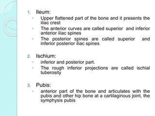 Skeletal system. anatomy and physiology of skeletal system. appendicular skeletal system. axial skeletal system. Slide 74