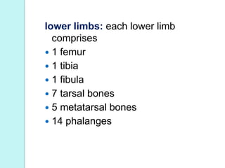Phalanges(toe bones)
 There are 14 phalanges arranged in a
similar manner to those of the fingers
 2 in the great toe(th...