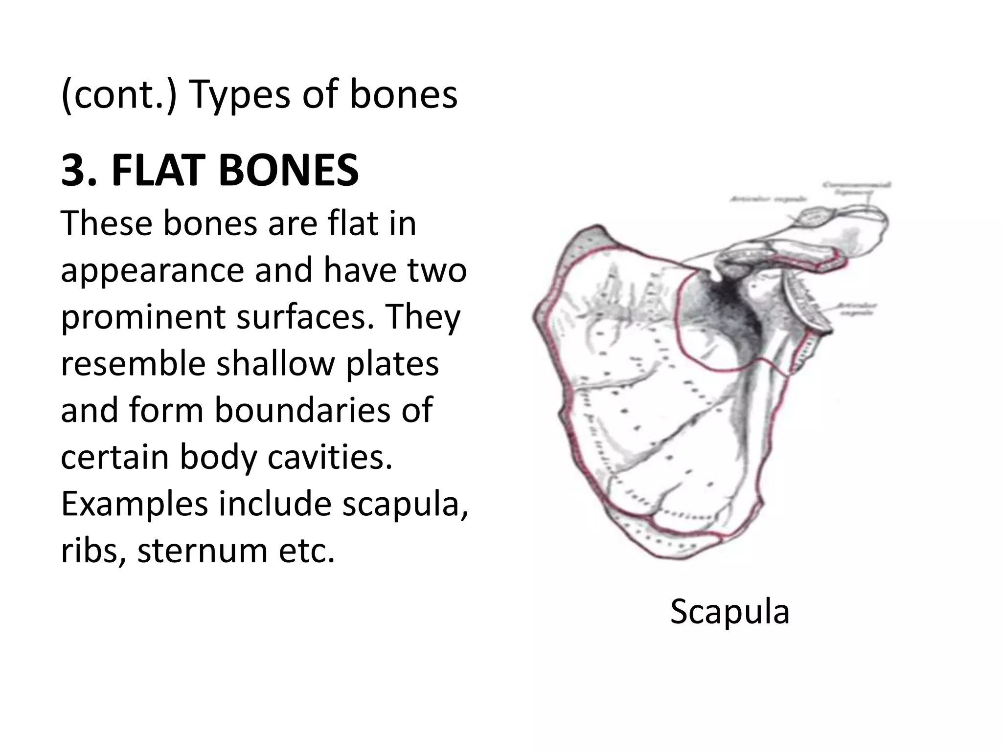Skeletal system | PPTX