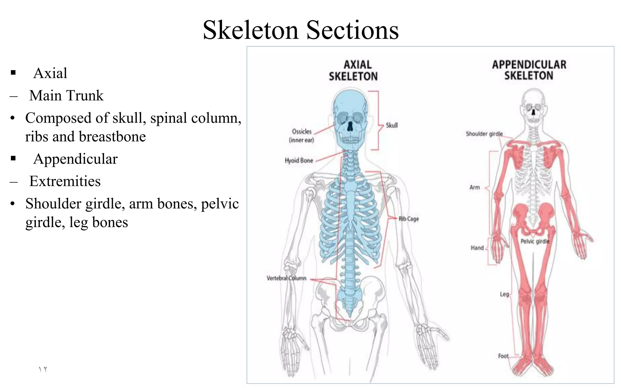 Skeleton Sections
 Axial
– Main Trunk
• Composed of skull, spinal column,
ribs and breastbone
 Appendicular
– Extremities
• Shoulder girdle, arm bones, pelvic
girdle, leg bones
12
 