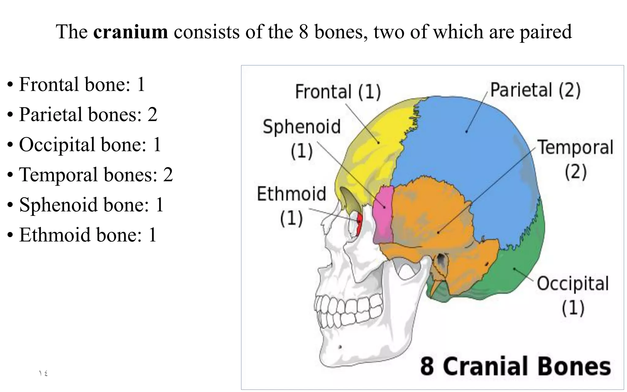 The cranium consists of the 8 bones, two of which are paired
• Frontal bone: 1
• Parietal bones: 2
• Occipital bone: 1
• Temporal bones: 2
• Sphenoid bone: 1
• Ethmoid bone: 1
14
 