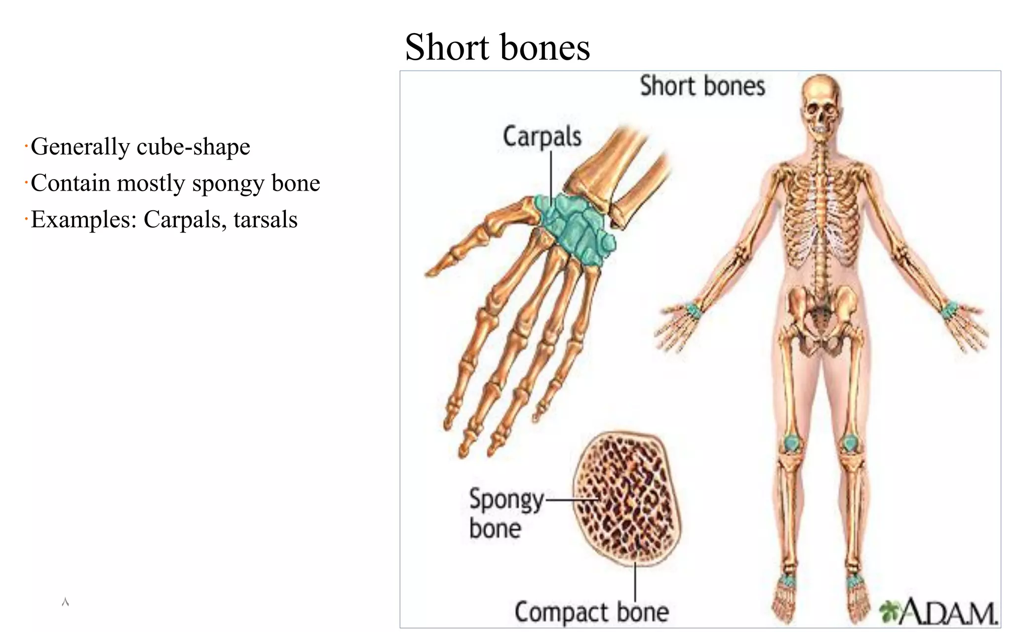 Short bones
·Generally cube-shape
·Contain mostly spongy bone
·Examples: Carpals, tarsals
8
 