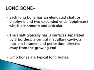  Each long bone has an elongated shaft or
diaphysis and two expanded ends (epiphyses)
which are smooth and articular.
 The shaft typically has 3 surfaces separated
by 3 borders, a central medullary cavity, a
nutrient foramen and periostium directed
away from the growing end.
 Limb bones are typical long bones.
 