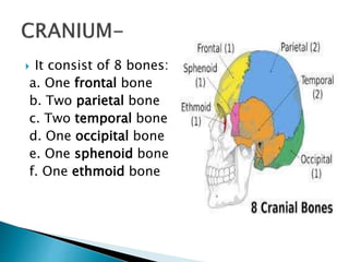  It consist of 8 bones:
a. One frontal bone
b. Two parietal bone
c. Two temporal bone
d. One occipital bone
e. One sphenoid bone
f. One ethmoid bone
 