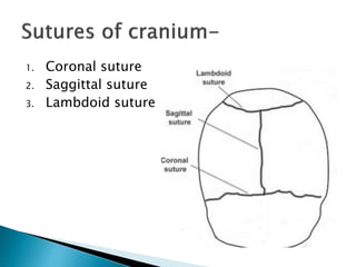 1. Coronal suture
2. Saggittal suture
3. Lambdoid suture
 