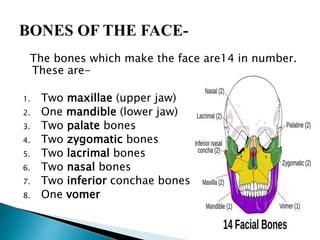 The bones which make the face are14 in number.
These are-
1. Two maxillae (upper jaw)
2. One mandible (lower jaw)
3. Two palate bones
4. Two zygomatic bones
5. Two lacrimal bones
6. Two nasal bones
7. Two inferior conchae bones
8. One vomer
 