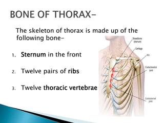 The skeleton of thorax is made up of the
following bone-
1. Sternum in the front
2. Twelve pairs of ribs
3. Twelve thoracic vertebrae
 