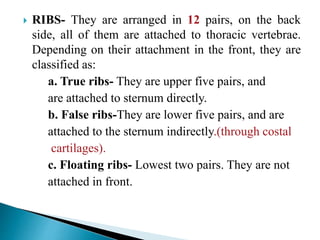  RIBS- They are arranged in 12 pairs, on the back
side, all of them are attached to thoracic vertebrae.
Depending on their attachment in the front, they are
classified as:
a. True ribs- They are upper five pairs, and
are attached to sternum directly.
b. False ribs-They are lower five pairs, and are
attached to the sternum indirectly.(through costal
cartilages).
c. Floating ribs- Lowest two pairs. They are not
attached in front.
 