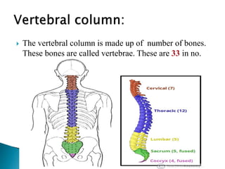  The vertebral column is made up of number of bones.
These bones are called vertebrae. These are 33 in no.
 