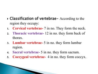  Classification of vertebrae- According to the
region they occupy:
1. Cervical vertebrae- 7 in no. They form the neck.
2. Thoracic vertebrae- 12 in no. they form back of
thorax.
3. Lumbar vertebrae- 5 in no. they form lumbar
region.
4. Sacral vertebrae- 5 in no. they form sacrum.
5. Coccygeal vertebrae- 4 in no. they form coccyx.
 