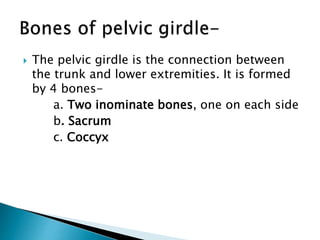  The pelvic girdle is the connection between
the trunk and lower extremities. It is formed
by 4 bones-
a. Two inominate bones, one on each side
b. Sacrum
c. Coccyx
 