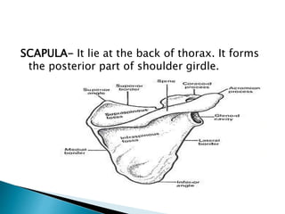SCAPULA- It lie at the back of thorax. It forms
the posterior part of shoulder girdle.
 