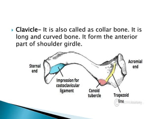  Clavicle- It is also called as collar bone. It is
long and curved bone. It form the anterior
part of shoulder girdle.
 