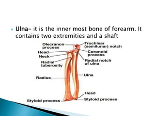  Ulna- it is the inner most bone of forearm. It
contains two extremities and a shaft
 